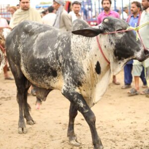 Sahiwal Cow